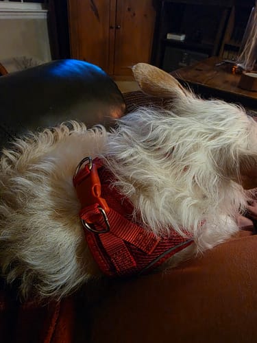 Customer photo review of FIDA Kitten & Puppy Harness and Leash Set