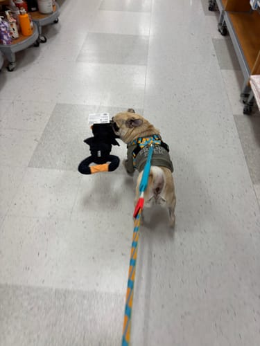 Customer photo review of Colorful PRO Protective Trachea Dog X Harness – Single or Set with 3-Way Shock-Absorbing Leash