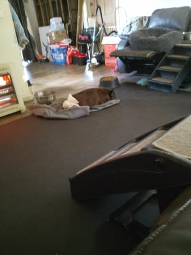Customer photo review of Miramat® Tera - 305cm x 183cm - Supersized Large Exercise Mat - In Stock