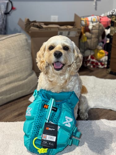Customer photo review of Non-Stop Dogwear Protector Life Jacket