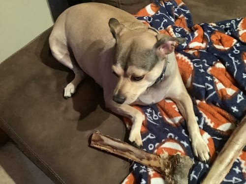 Customer photo review of Power Chewer - Small Box