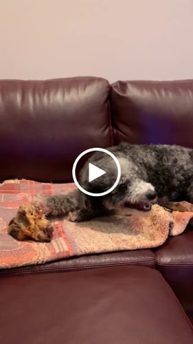 Customer video review of Large Ostrich Cane (11.5" x 5"): The Ultimate Long-Lasting Chew for Medium, Large & XL Dogs
