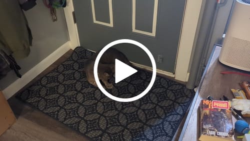 undefined review of SPEEDY TAIL 2.0 image 1 out of 1