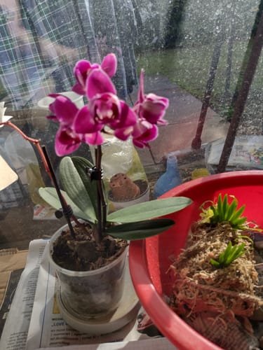 Customer photo review of Pelorische Orchidee Table Dance Chamonix mit weinroten Blüten und 2+ Rispen