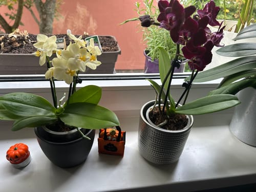 Customer photo review of Bonsaiorchidee Better Butter mit hellgelben Blüten und 3+ Rispen inkl. Keramik