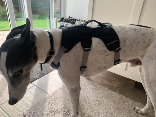 Customer photo review of Sighthound Escape Proof Harness