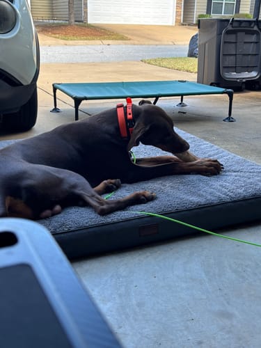 Customer photo review of Smoked Beef Marrow Bone