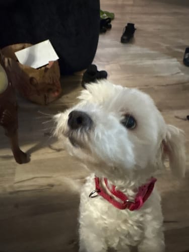 Customer photo review of FurLife™ 12 Months Flea and Tick Free