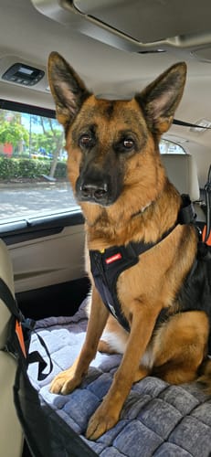 Customer photo review of RuffRover 2.0™ - Hard Bottom Dog Car Seat Protector