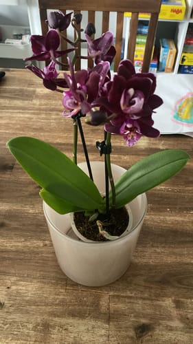 Customer photo review of Table Dance Aliyah Black mit dunkelroten Blüten und 2+ Rispen