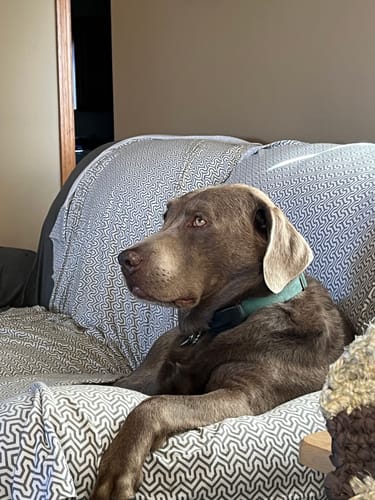 Customer photo review of Belly Buddies Probiotics for Dogs