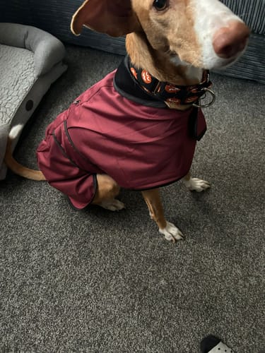 Customer photo review of Regna - Lightweight Summer Sighthound Coat with Harness Hole Zip