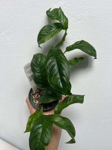Customer photo review of Rhaphidophora puberula variegated