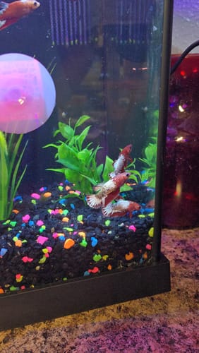 Customer photo review of Koi Nemo Black Base Female Betta Fish Sorority | Successful Sorority Pack