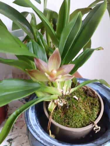 Customer photo review of Cochleanthes Hybride mit rot-braunen Blüten im 9cm Topf