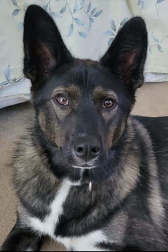 Customer photo review of 12 Inch Thick Bully Stick