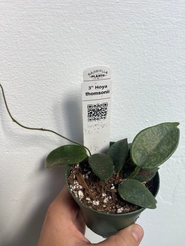 Customer photo review of Hoya thomsonii