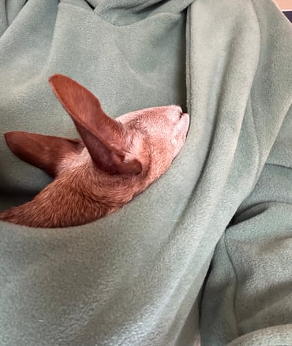 Customer photo review of Fleece Kangaroo Hoodie - Olive – 2-15 lbs / 1-7 kg (Autumn/Winter)