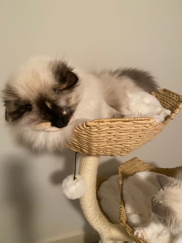 Customer photo review of MICHU Iris Cat Tower Deluxe 3-Tier Designer Flower Cat Tree Pre Order