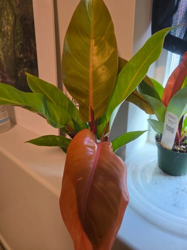 Customer photo review of Philodendron 'Prince of Orange'
