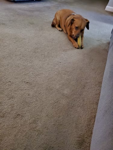 Customer photo review of 4-Stick Yak Chew Pack – Mint, Banana, Strawberry & Pumpkin