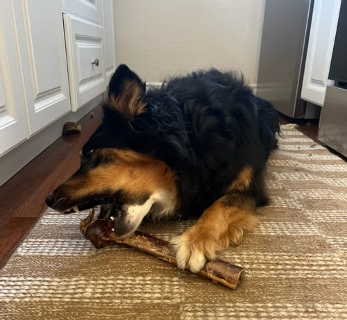 Customer photo review of Medium Ostrich Cane (10" x 3"): The Long-Lasting, Flavor-Packed Chew for Medium & Large Dogs