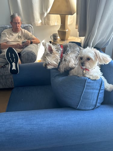 Customer photo review of FurLife™ 8 Months Flea and Tick Free