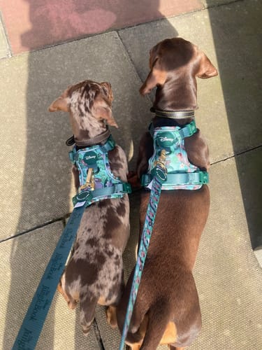 Gillian review of Disney© Tough Trails™ Harness - Jungle Book image 1 out of 1