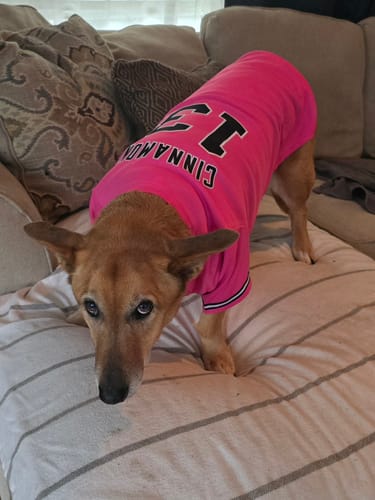 Customer photo review of Custom Pink Black-White Classic Style Dog Jersey