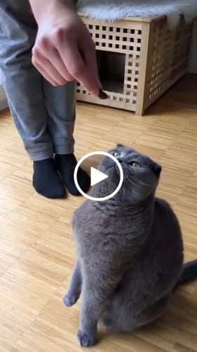 Customer video review of Patsli Move