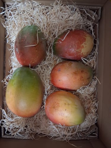 Customer photo review of Mango Keitt Sonderaktion % Box 4kg