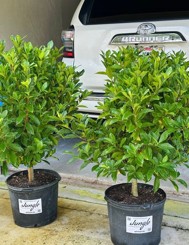 Customer photo review of Gardenia 'Miami Supreme'