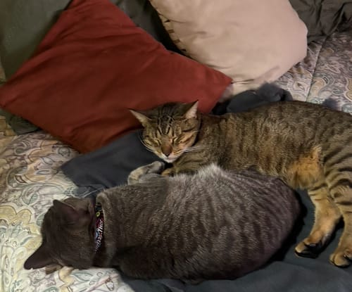 Customer photo review of Collar personalizado para Mascota: Mandala