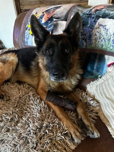Customer photo review of Erik's Mystery Treat or Chew