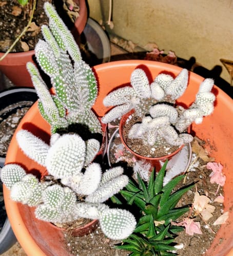 Customer photo review of Opuntia Microdasys Albata | Angel Wings Cactus