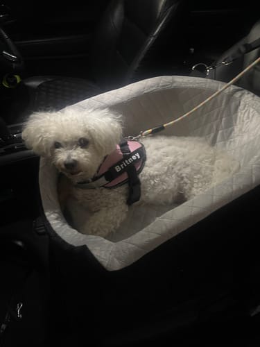 Customer photo review of Dog Car Booster Seat