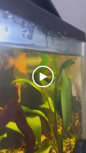 Customer video review of Female Betta Fish Dumbo White Halfmoon