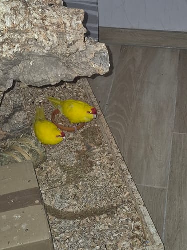 Customer photo review of Großsittich Kräutermix