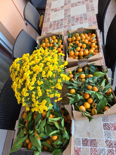 Delphine H. review of Clémentines Bio - Origine Corse image 1 out of 1