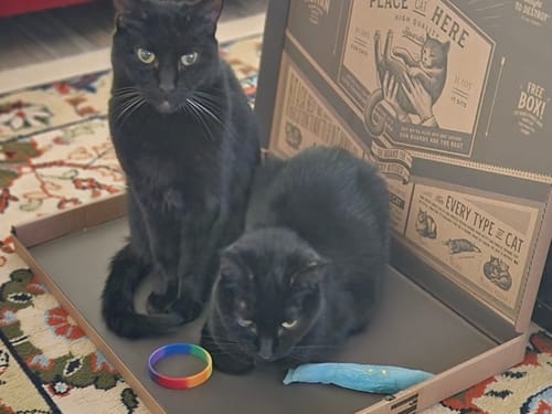 Customer photo review of Little Birds - Luxury Cat Scratching Board