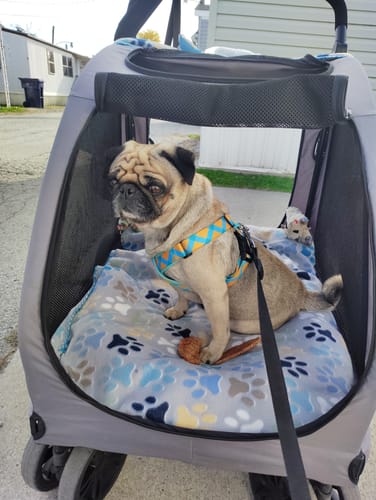 Customer photo review of Colorful PRO Protective Trachea Dog X Harness – Single or Set with 3-Way Shock-Absorbing Leash