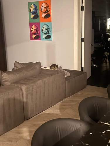 Customer photo review of 𤩠NEW - Premium Pet Portrait ā Limitless Edition