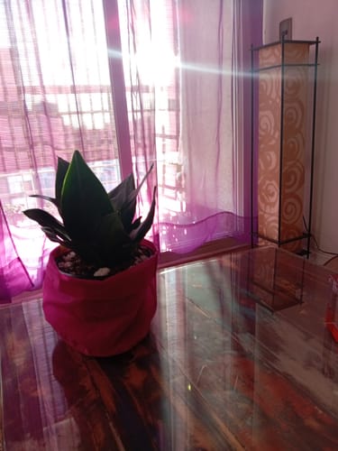Customer photo review of Sansevieria Hahnii Jade