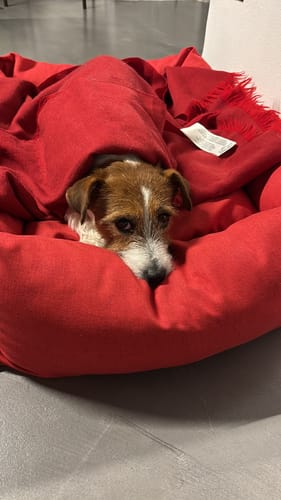 Customer photo review of Divanetto Mattias Rosso (Soft Touch)