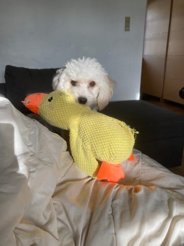 Customer photo review of AntiStress-And™ – Giver ro og tryghed til din hund