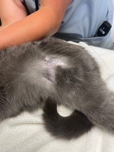 Customer photo review of 5x Blisso Advanced Cat Probiotic (Buy 2 Get 3 Free)