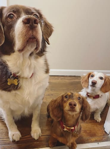 Diana V. review of Velvet Burgundy Dog Collar image 1 out of 1