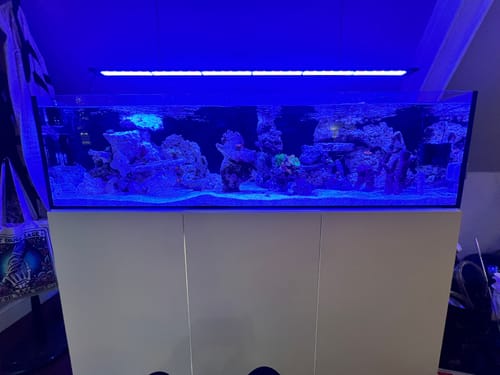 Customer photo review of Fiji Cube 95 Gallon Rimless INT Middle Glass Aquarium Tank Package