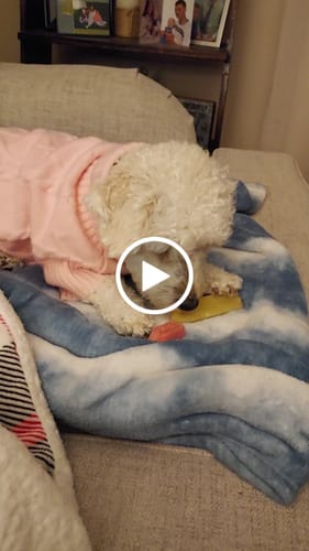 Customer video review of 4-Stick Yak Chew Pack – Mint, Banana, Strawberry & Pumpkin