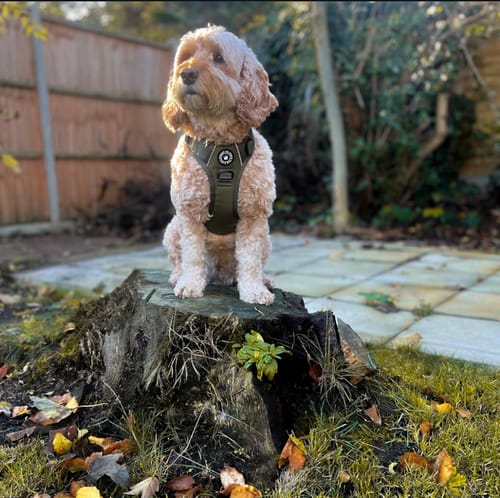Customer photo review of Trail & Glow® Fabric Dog Lead 5ft - The Khaki One
